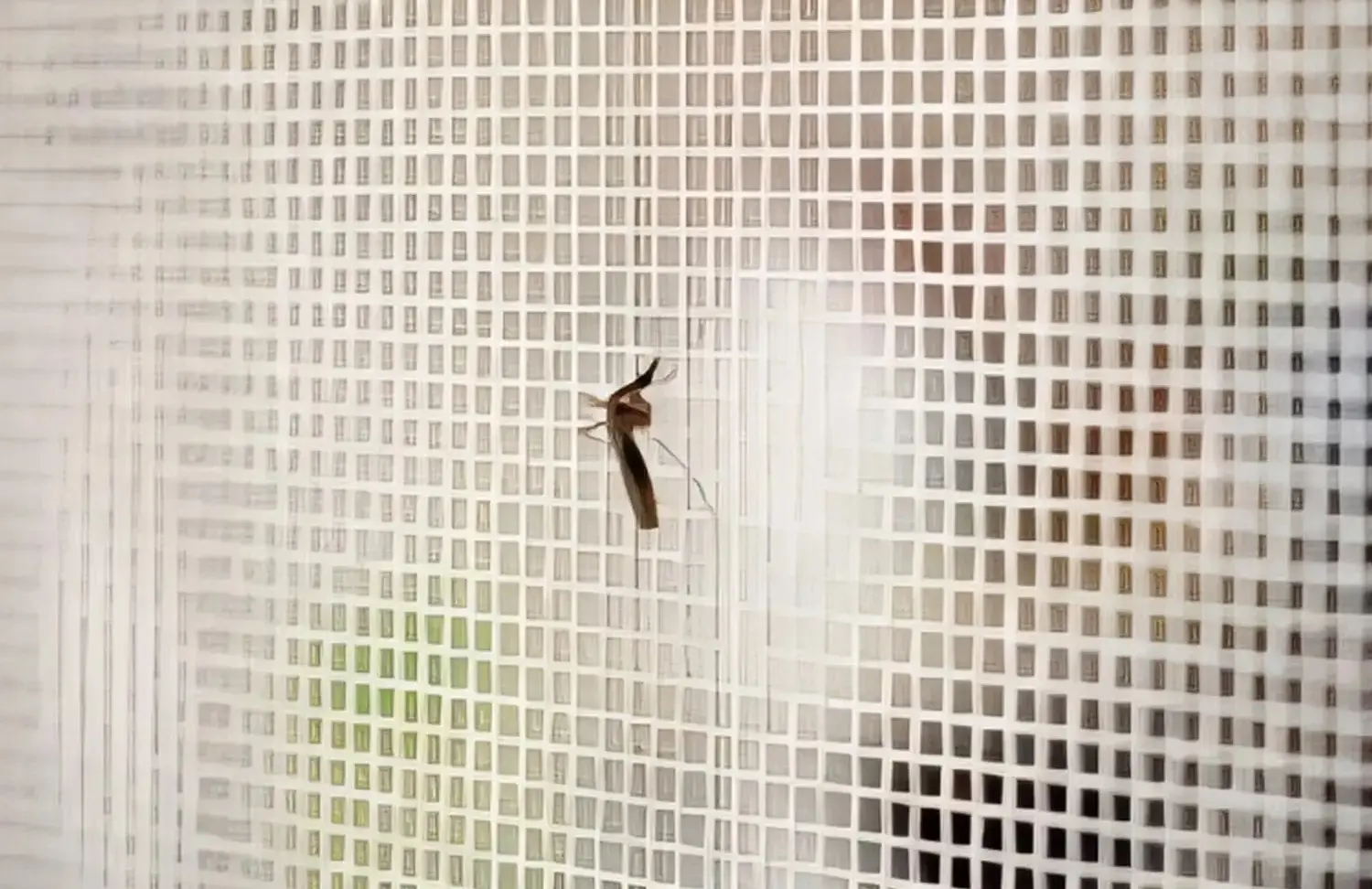 Insektenschutz von fenstertuna